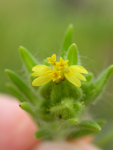 Madia glomerata