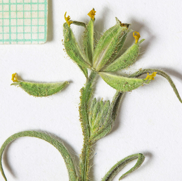 Madia glomerata (Madia glomerata)