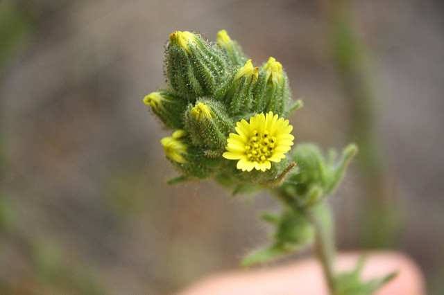 Madia (Madia sativa)