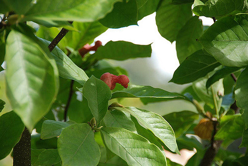 Arbre à cornichons (Magnolia acuminata)
