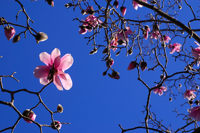 Magnolia campbellii (Magnolia campbellii)