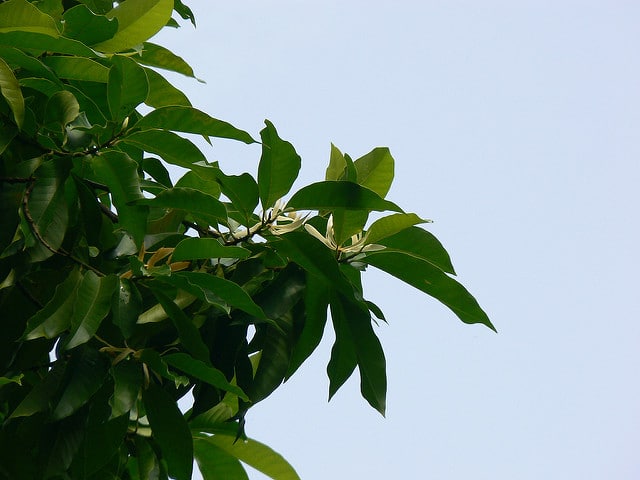 Magnolia champaca