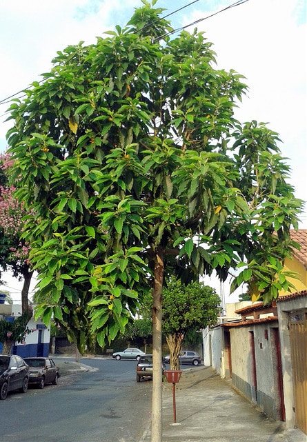 Magnolia champaca
