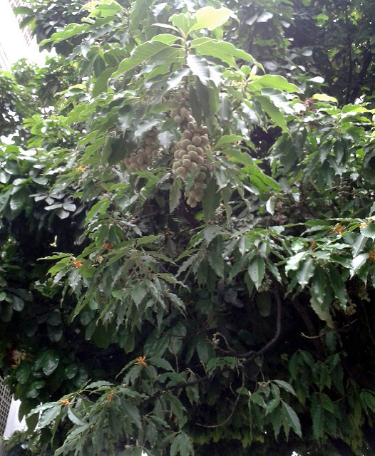 Magnolia champaca