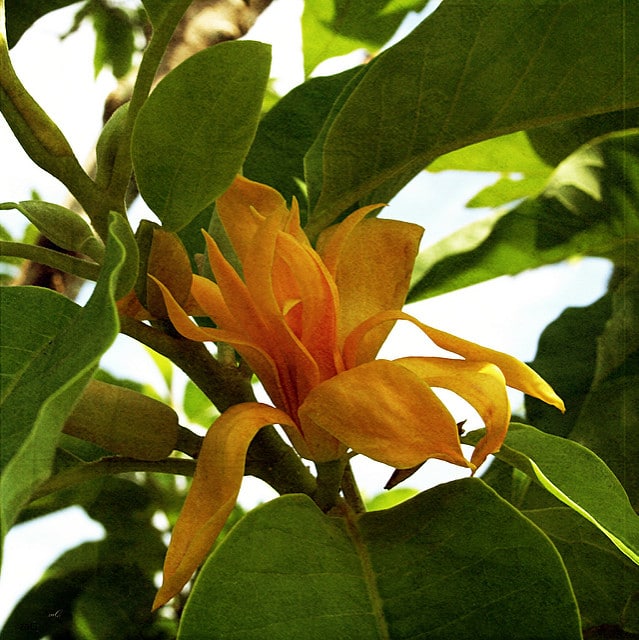 Magnolia champaca