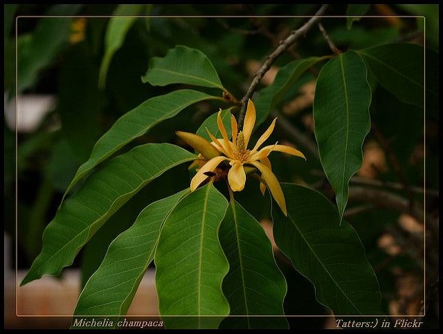 Magnolia champaca