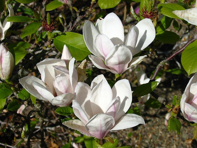 Magnolia cylindrica