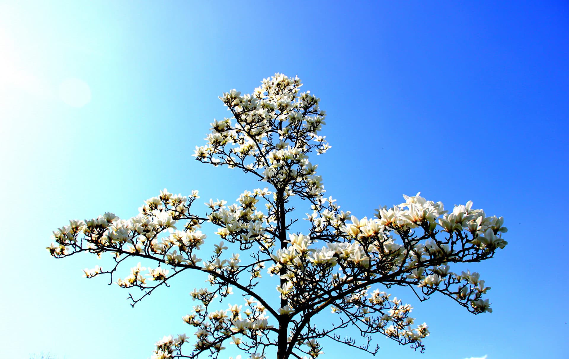 Magnolia cylindrica