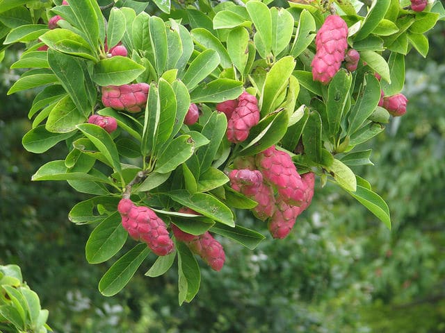 Magnolia cylindrica