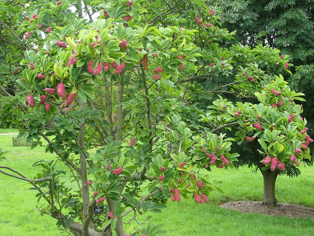 Magnolia cylindrica
