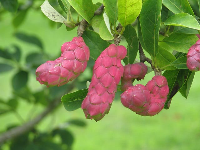 Magnolia cylindrica (Magnolia cylindrica)