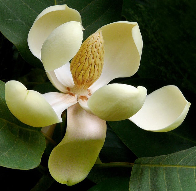 Magnolia delavayi (Magnolia delavayi)