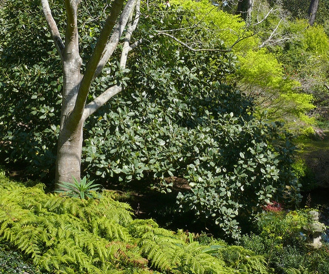 Magnolia delavayi