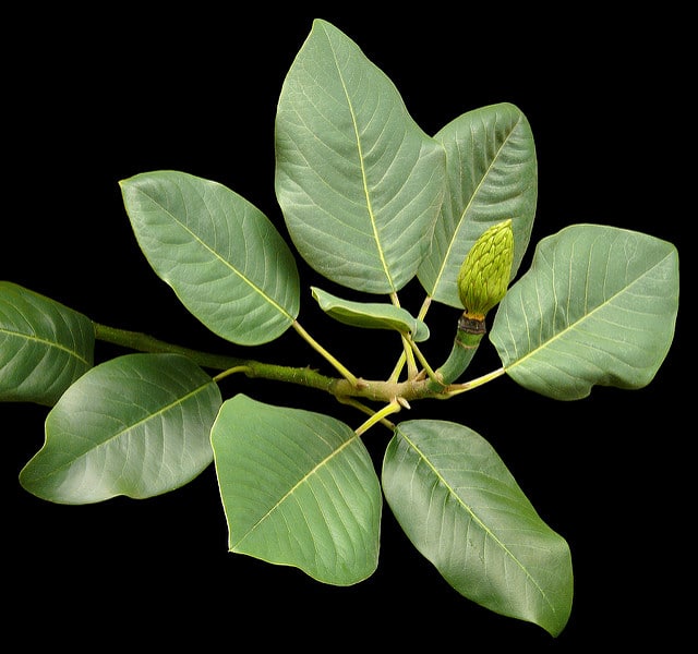 Magnolia delavayi