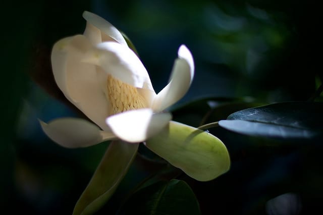 Magnolia delavayi