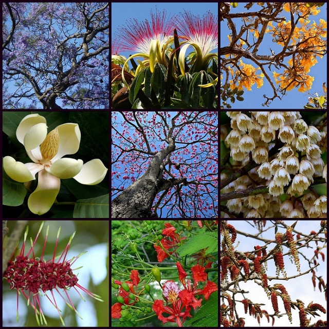 Magnolia delavayi