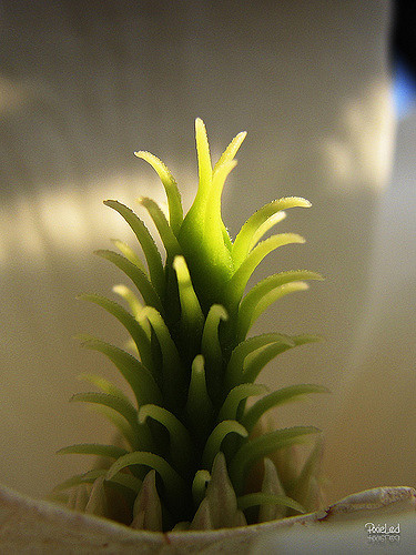Magnolia dénudé (Magnolia denudata)