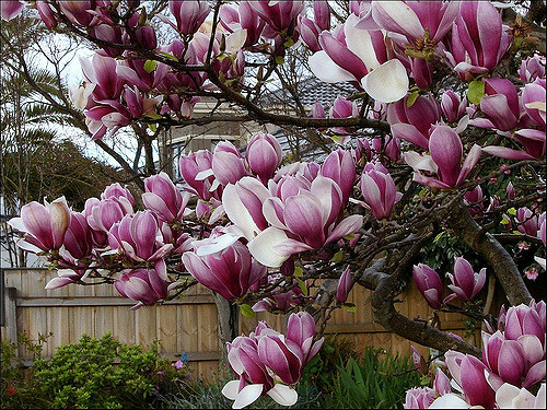 Magnolia dénudé