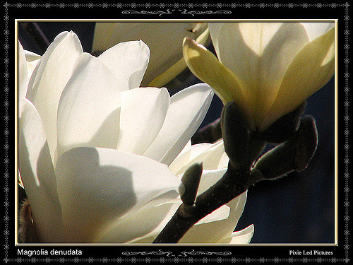Magnolia dénudé