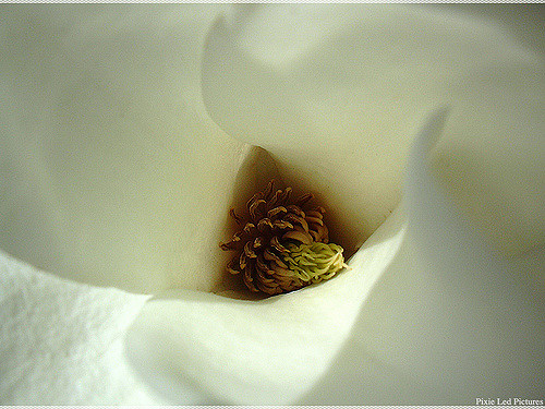 Magnolia dénudé