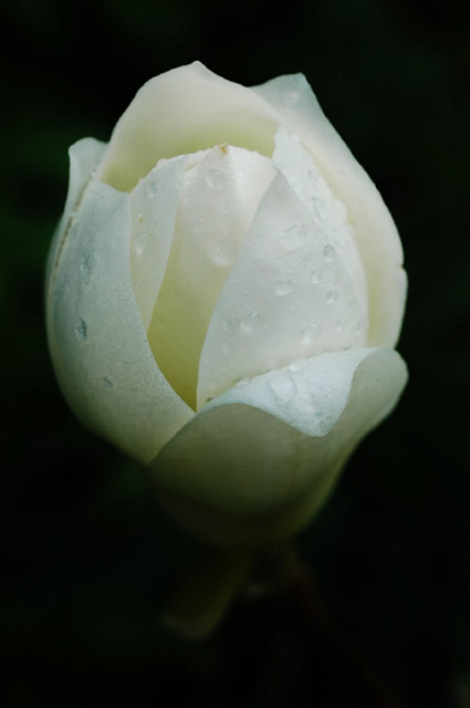 Magnolia dénudé