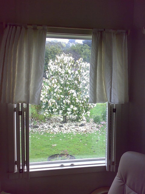 Magnolia doltsopa (Magnolia doltsopa)