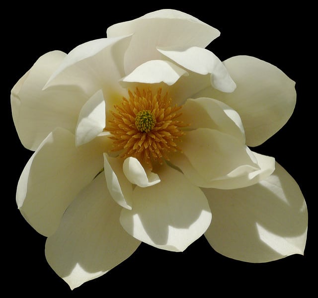 Magnolia doltsopa