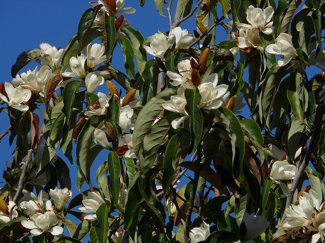 Magnolia doltsopa