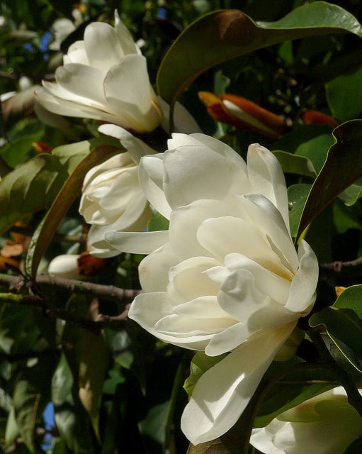 Magnolia doltsopa