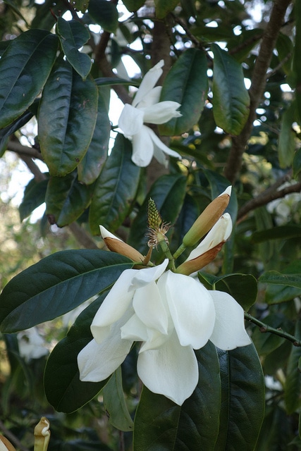 Magnolia doltsopa