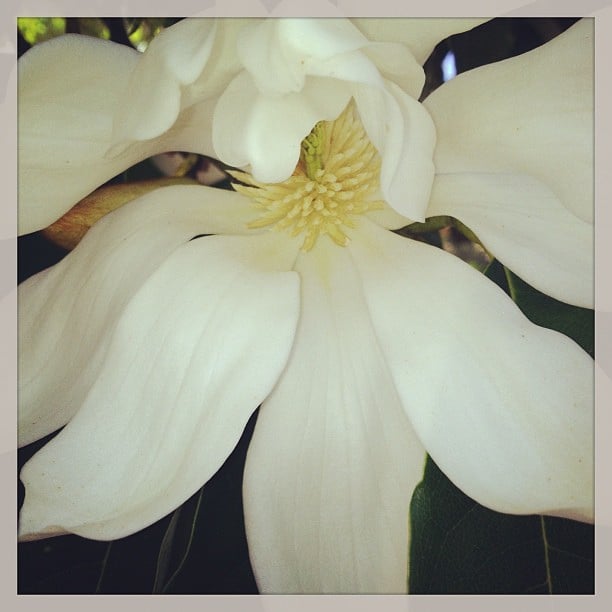 Magnolia doltsopa