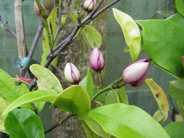 Arbuste banane