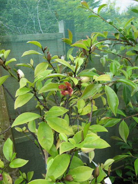 Arbuste banane