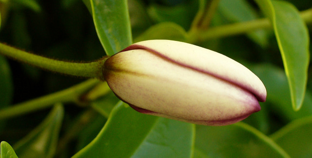 Arbuste banane