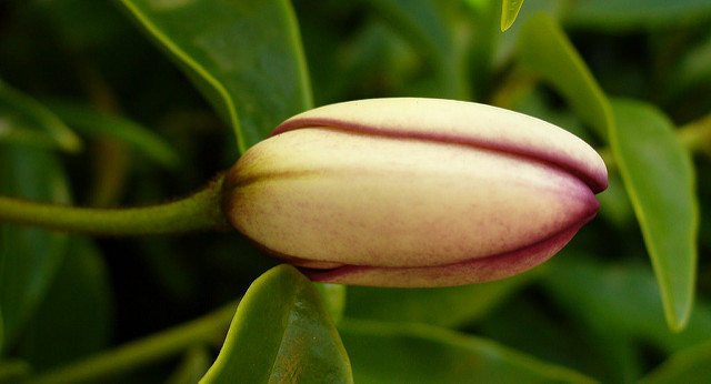 Arbuste banane (Magnolia figo)