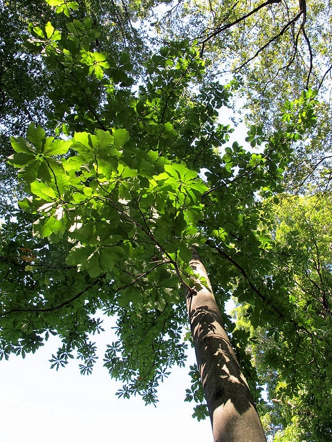 Magnolia fraseri