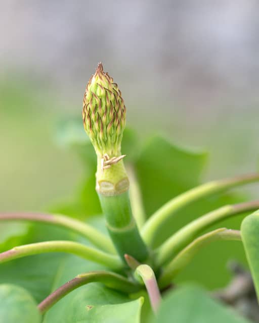 Magnolia fraseri