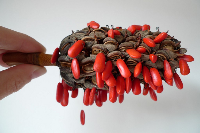 Magnolia à grandes fleurs