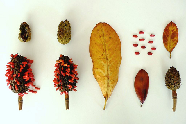 Magnolia à grandes fleurs