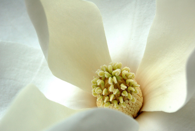 Magnolia à grandes fleurs