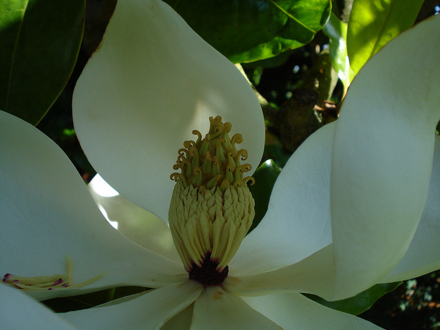 Magnolia à grandes fleurs