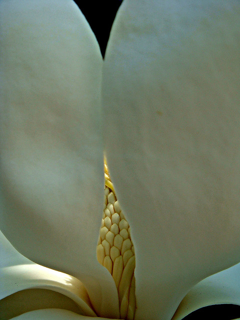 Magnolia à grandes fleurs