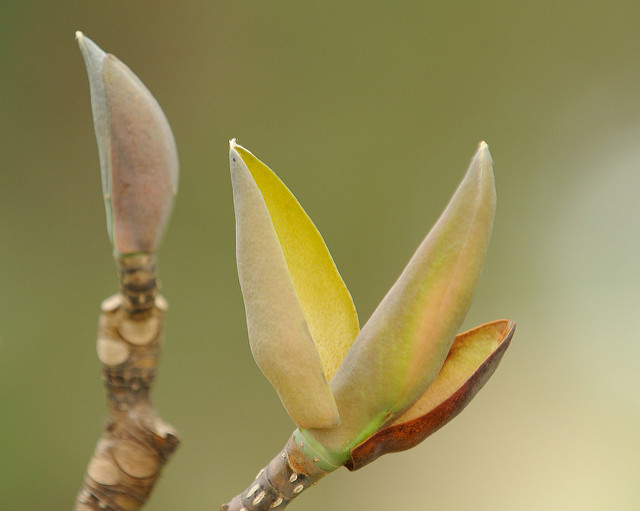 Magnolia du japon à grandes feuilles