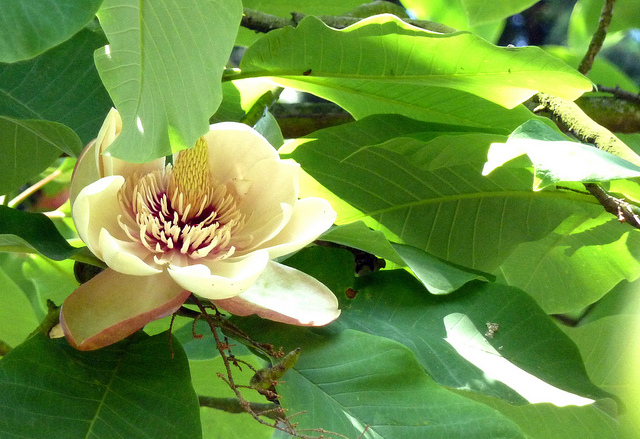 Magnolia du japon à grandes feuilles