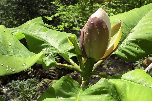 Magnolia du japon à grandes feuilles (Magnolia hypoleuca)