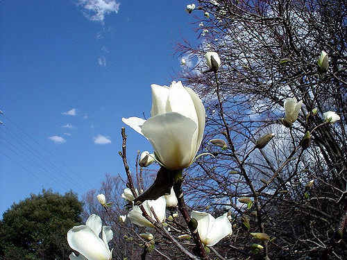 Magnolia de kobé