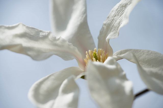Magnolia de kobé