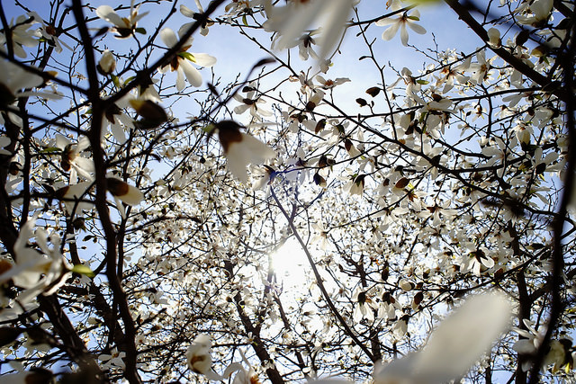 Magnolia de kobé