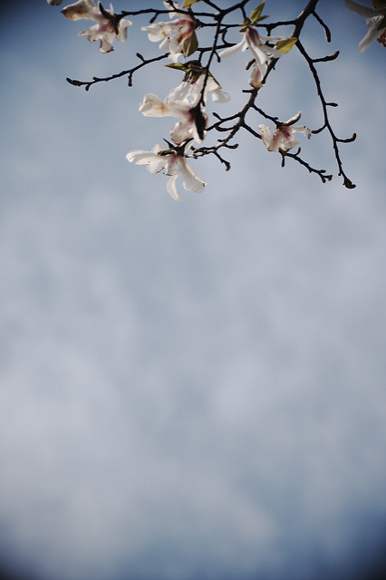 Magnolia de kobé