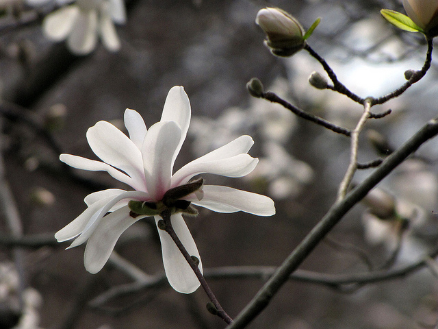 Magnolia de kobé